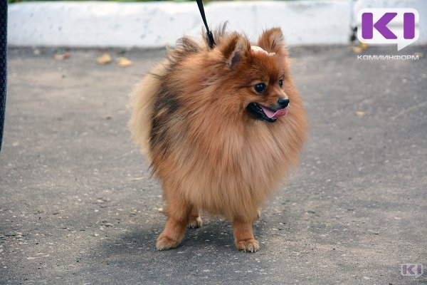 Заказ щенка по интернету обернулся для жительницы Усинска потерей денег