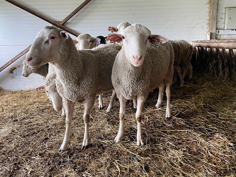 Ученые Коми работают над сохранением печорских пород крупного рогатого скота, овец и лошадей
