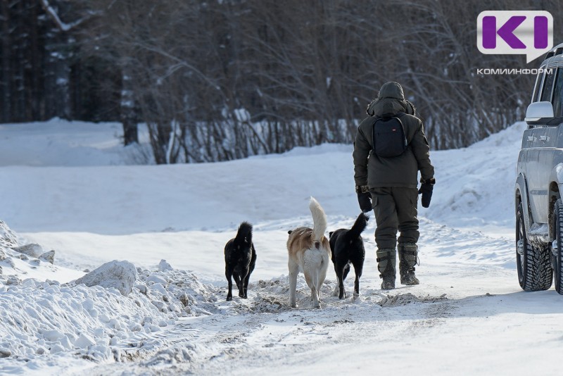 Жителей Сыктывдина предупредили о "собачьих свадьбах" 