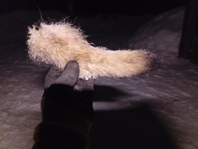 Троица волков продолжает очищать Дырносские дачи от бродячих собак