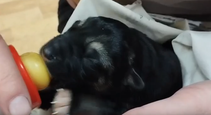 Помогите найти дом: в Яреге ищут передержку для трех новорожденных щенков

