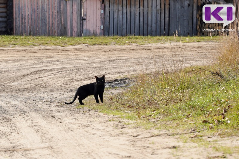 Житель Ухты признан виновным в гибели кота

