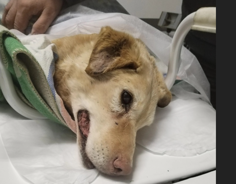 В Воркуте умер пес Андрейка, которого расстреляли неизвестные
