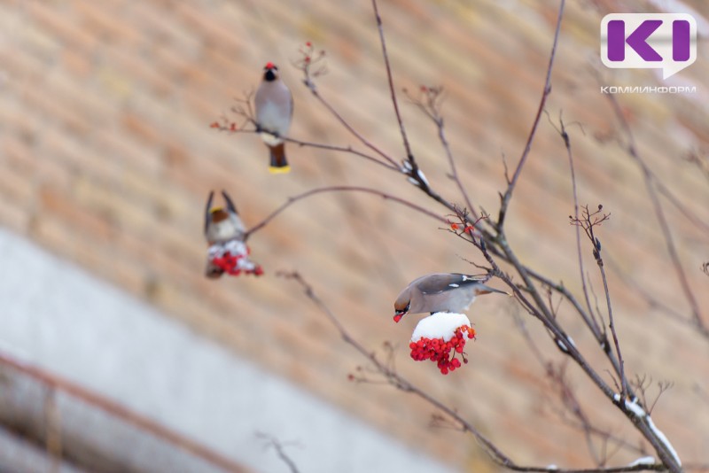 Погода в Коми 13 марта: -3...-5°С, на дорогах гололедица