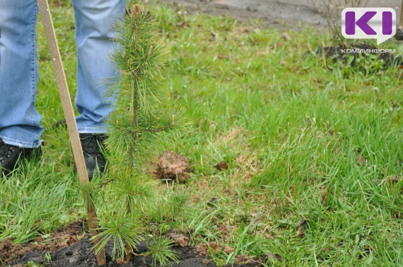 "Лузалес" совместно с банком "ВТБ" запустил акцию по озеленению лесов Коми