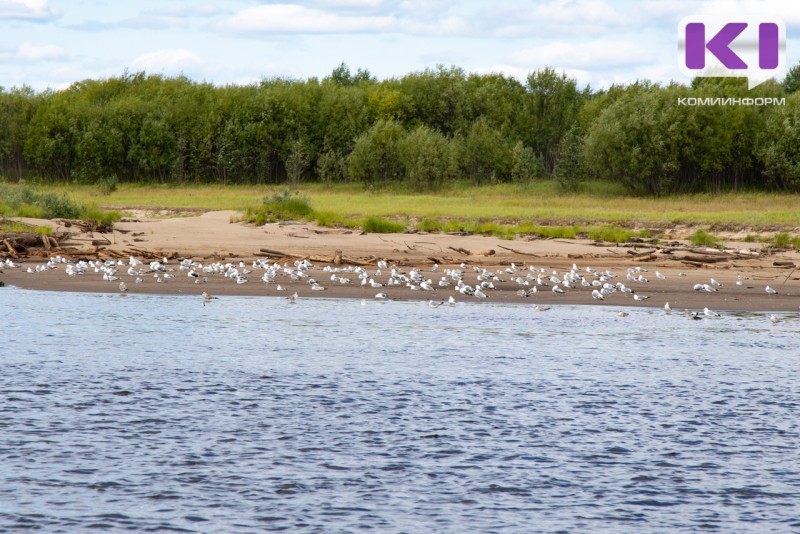 Регистрация случаев птичьего гриппа в мире увеличилась более чем в 2,3 раза - Ветслужба Коми 
