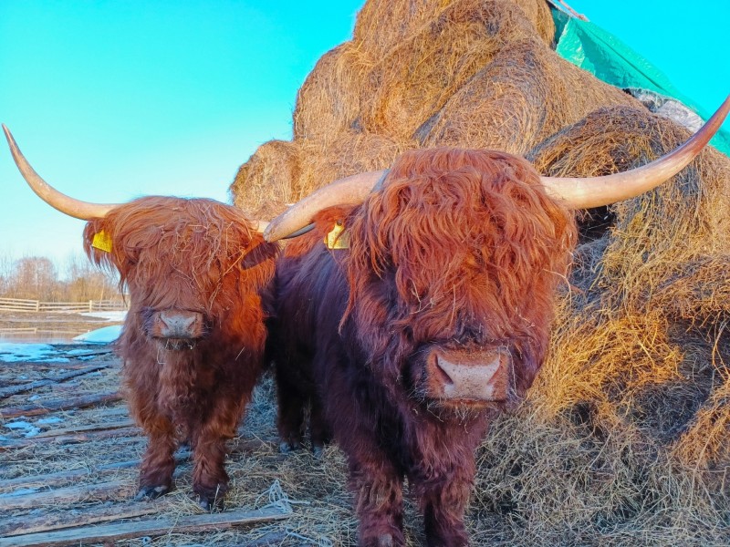 Ирка и Пшелты осваиваются на севере: в Коми впервые завезли шотландскую породу коров