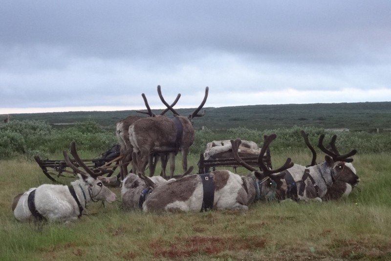 В Инте запустят производство консервов из оленины

