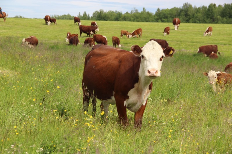 Хозяйства Усть-Цилемского района увеличивают молочную продуктивность коров