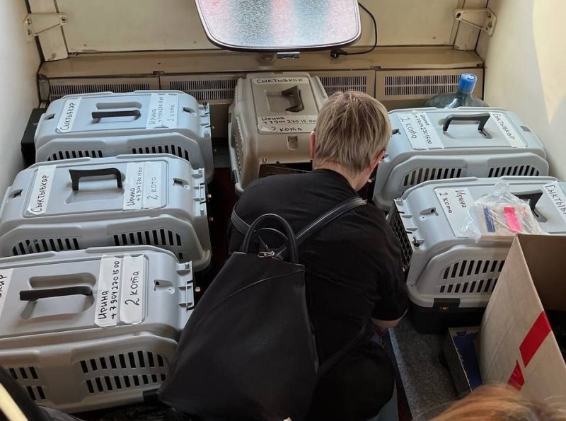 В Сыктывкар едут коты из зоны СВО