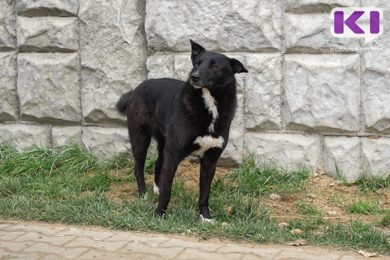 Проблема бродячих собак требует взвешенного решения и неординарных подходов — врио главы Коми