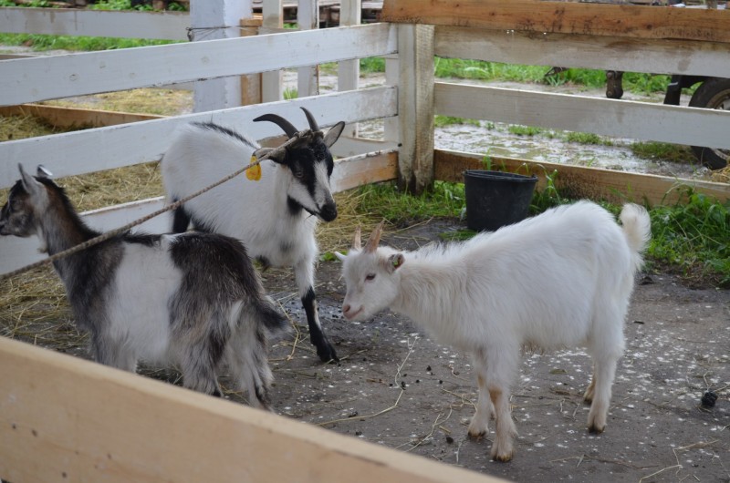 Фермерам Коми придется поставить овец и коз на учет до 1 декабря