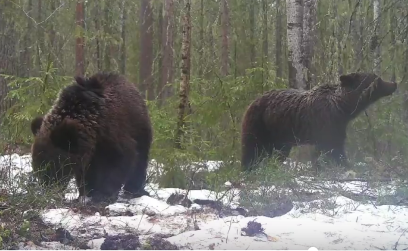Медвежья семья попала в объектив фотографа в лесах Сыктывдинского района