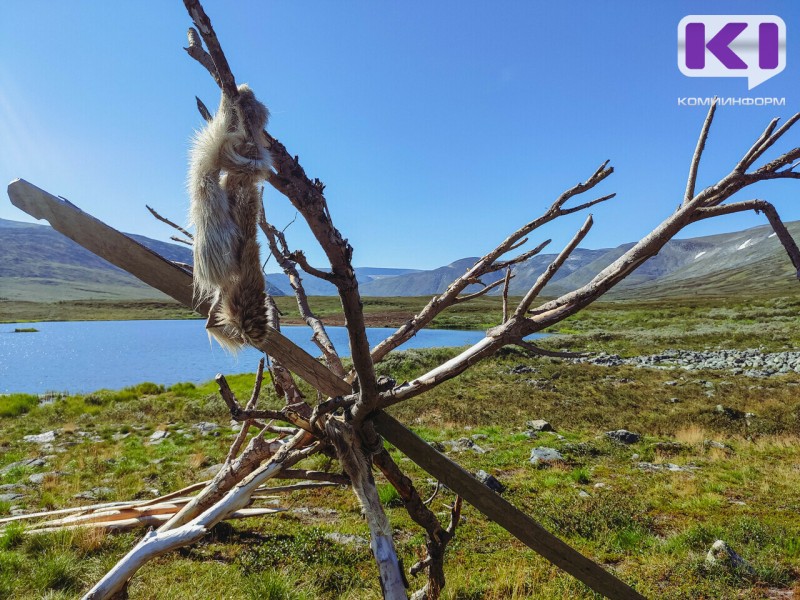 Ветслужбы Коми и ЯНАО отработали вспышку ящура 