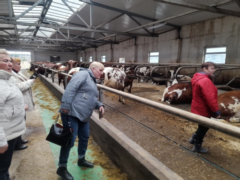 Хозяйства Коми пополнятся коровами айширской породы из Карелии
