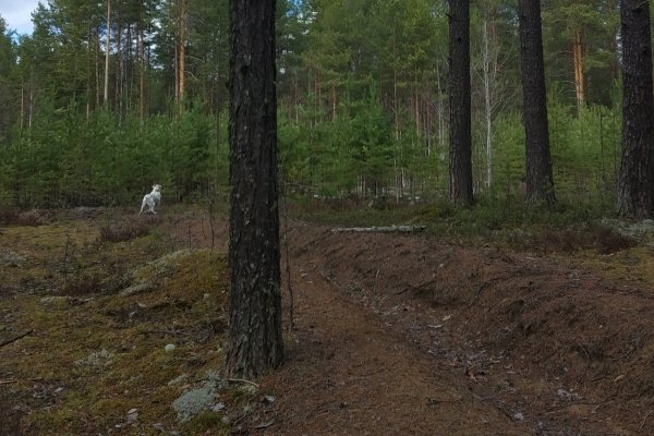 В окрестностях сыктывкарского поселка заметили медведя