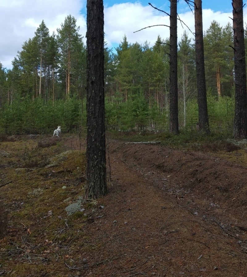 В окрестностях сыктывкарского поселка заметили медведя