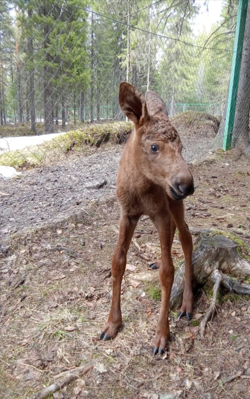 На лосеферме в Якше родился малыш Колёк 