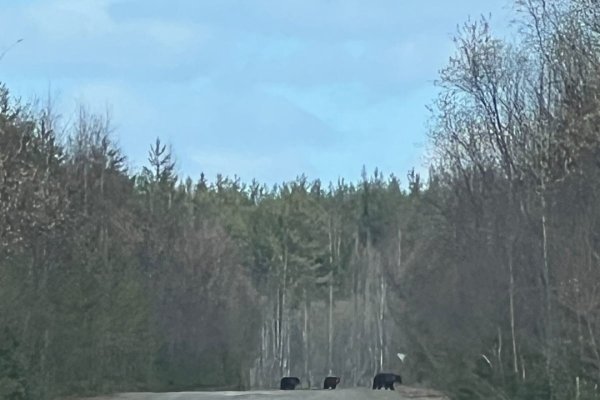 В Корткеросском районе медвежья семья прогуливалась неподалеку от кафе