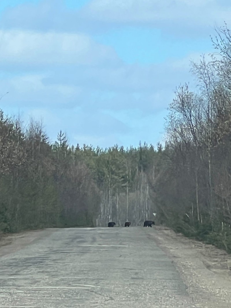 В Корткеросском районе медвежья семья прогуливалась неподалеку от кафе