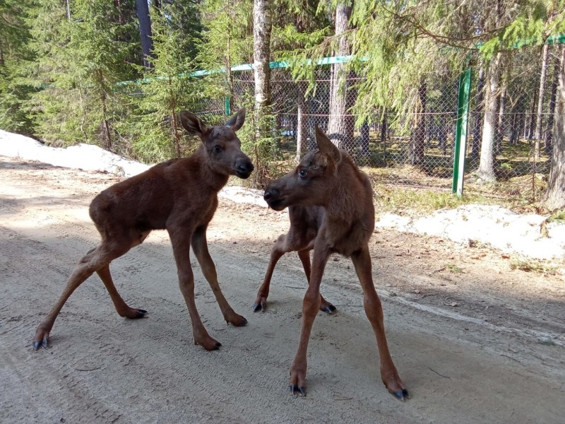 Олёка и Валёка родились на лосеферме в Якше 