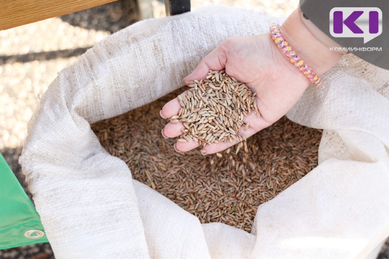 Черный рис, итальянское просо и кукуруза: в Коми проведут эксперимент по выращиванию новых кормовых культур