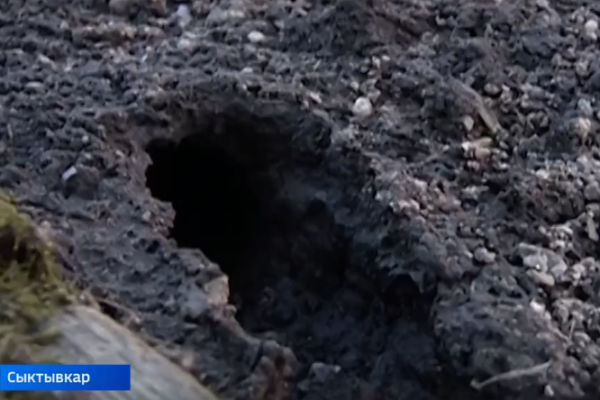 В Коми ожидают всплеск рождаемости у мышей-полевок после многолетнего затишья
