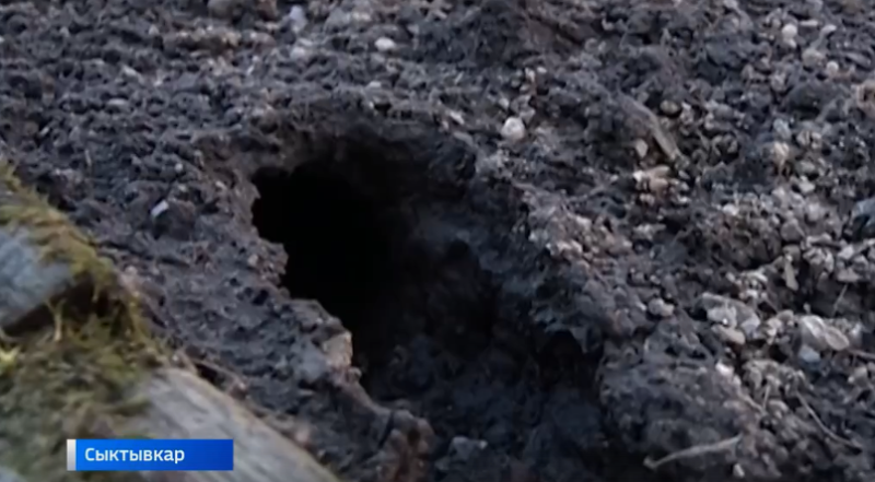 В Коми ожидают всплеск рождаемости у мышей-полевок после многолетнего затишья
