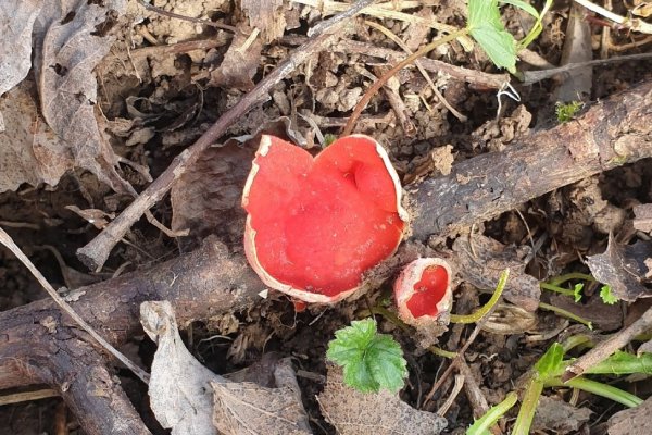 В лесах под Сыктывкаром обнаружили первые весенние грибы
