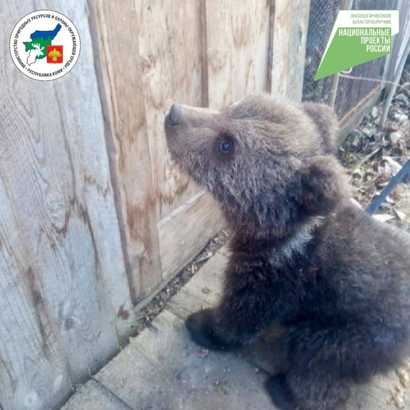 Медвежонка-сироту спасли в Троицко-Печорском районе
