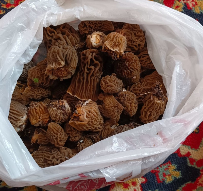 Главное — не спутать со строчками: как отличить друг от друга два вида майских грибов