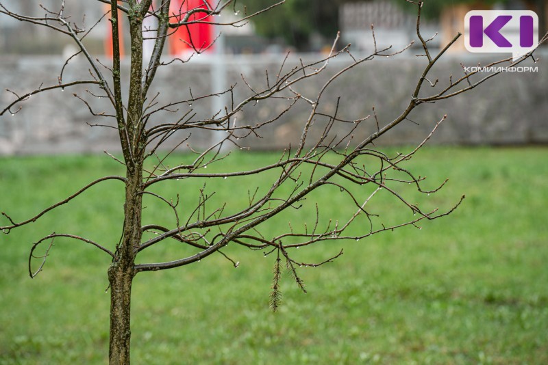 Погода в Коми 19 мая: в южных районах +13°С, в Воркуте - снег