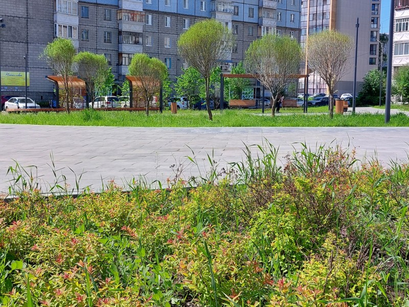 В 2025 году в Сыктывкаре на Яблоневой аллее и улице Орджоникидзе высадят более 550 деревьев и кустарников