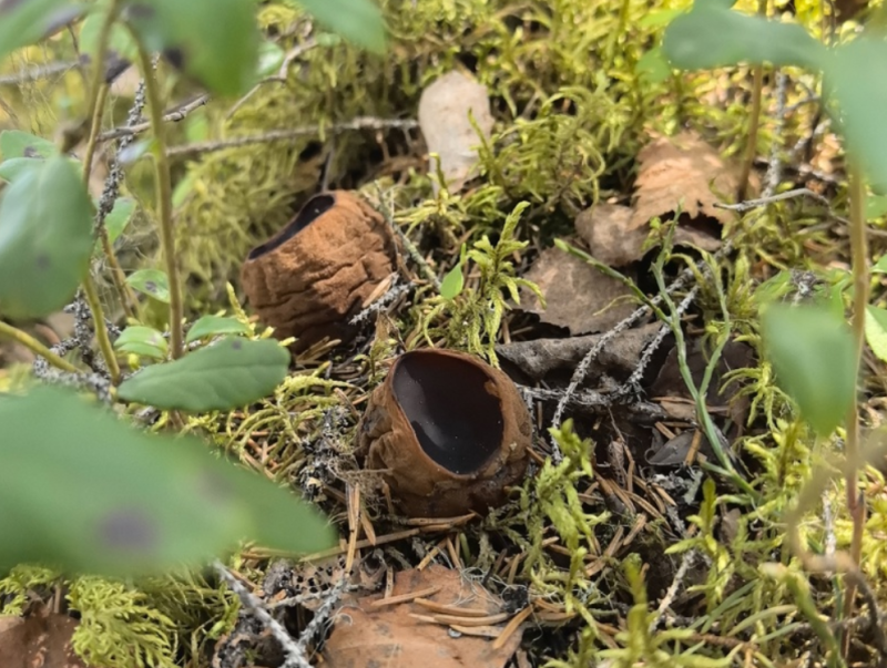 В лесу под Сыктывкаром нашли редкий краснокнижный гриб 