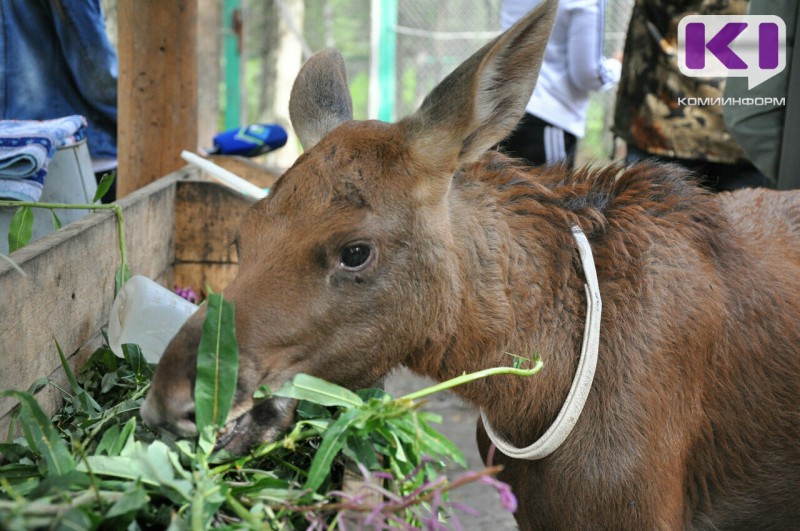 В Коми срочно ищут транспорт для спасения осиротевшего лосенка
