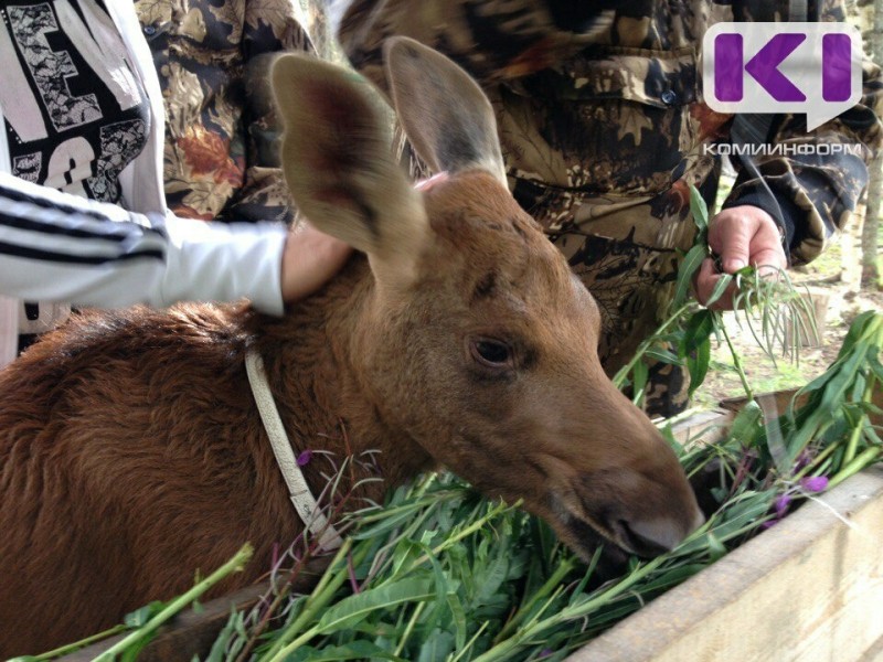 Волонтеры из Прилузья ищут козье молоко для лосенка-сироты 