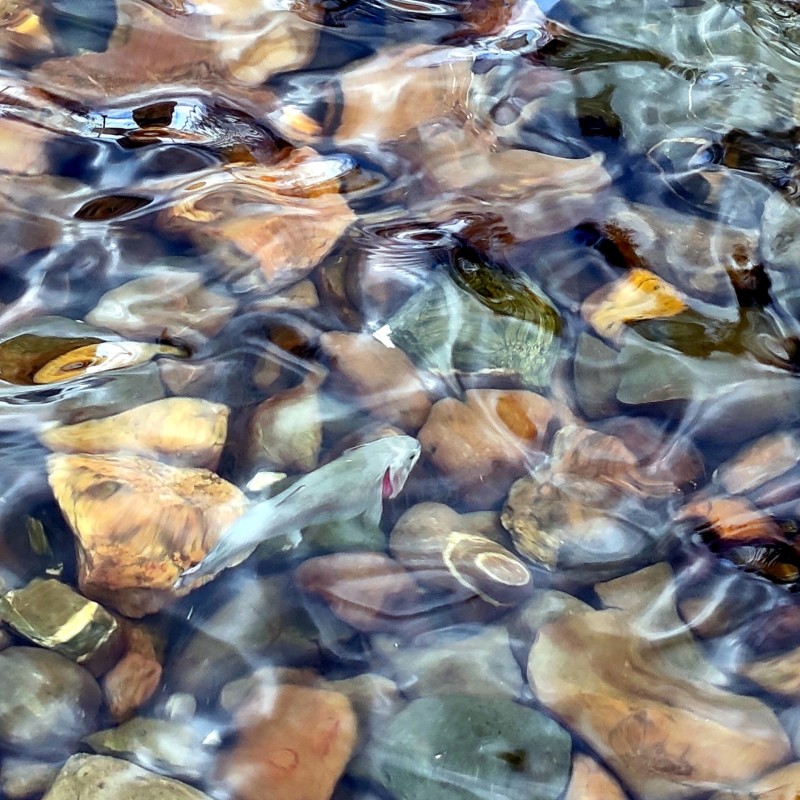 Фонтаны у сыктывкарской мэрии наполнились форелью