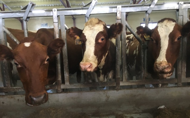 Сельхозкооператив "Исток" из Корткеросского района благодаря инвестициям демонстрирует положительную динамику производства

