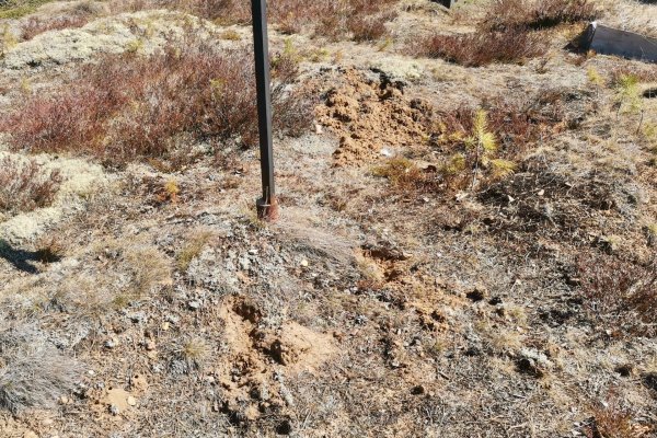 В удорской деревне медведь разрыл кладбище