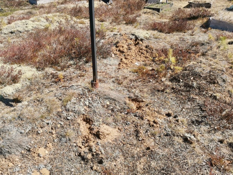 В удорской деревне медведь разрыл кладбище