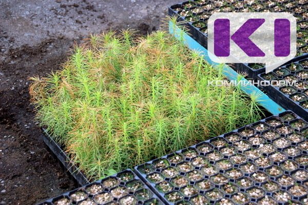 В Коми обследовали лесные питомники 