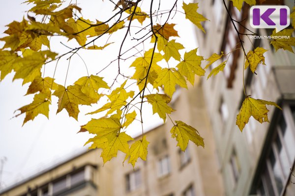 Взамен вырубленных деревьев на ул. Орджоникидзе в Сыктывкаре появятся клены