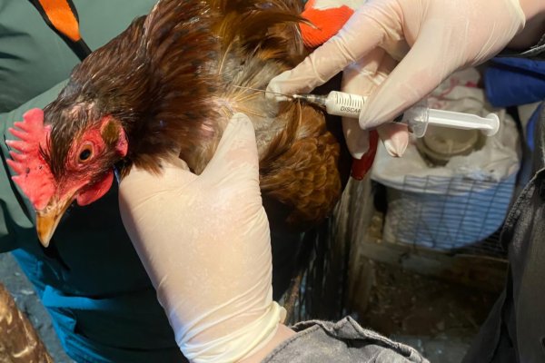В Сыктывдине вакцинируют птицу от гриппа 