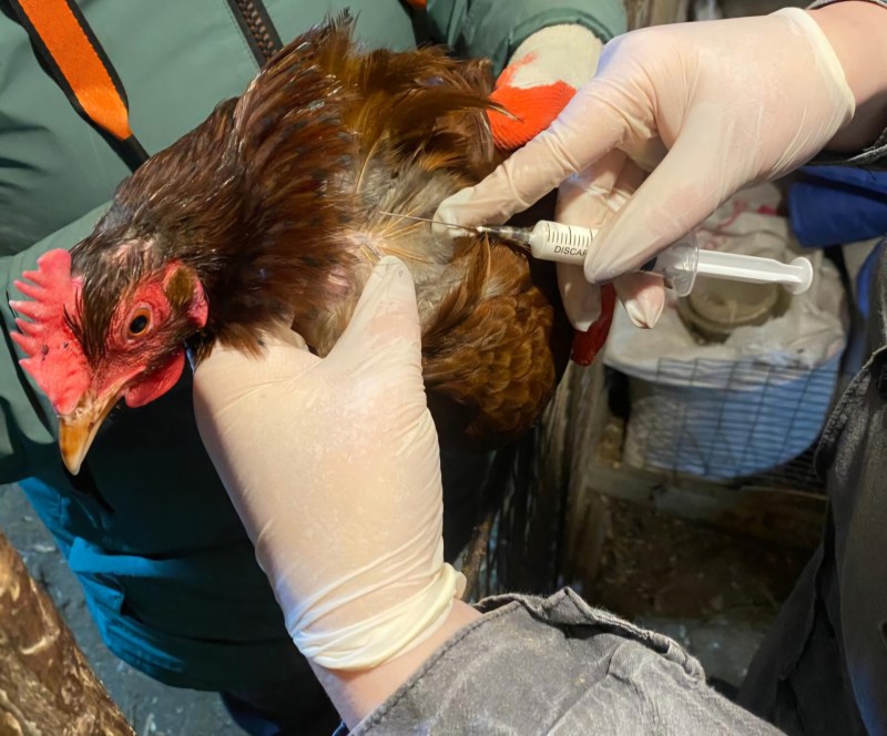 В Сыктывдине вакцинируют птицу от гриппа 
