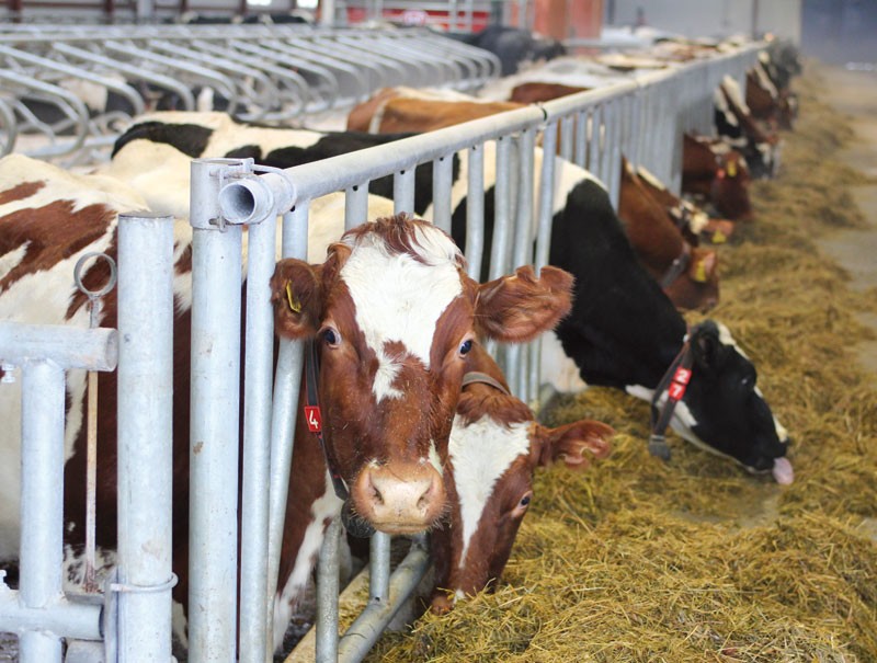 В селе Чухлэм Сысольского района появится новый цех по приготовлению кормов