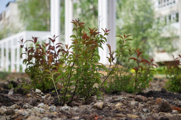 В Сыктывкаре идет процесс озеленения Яблоневой аллеи