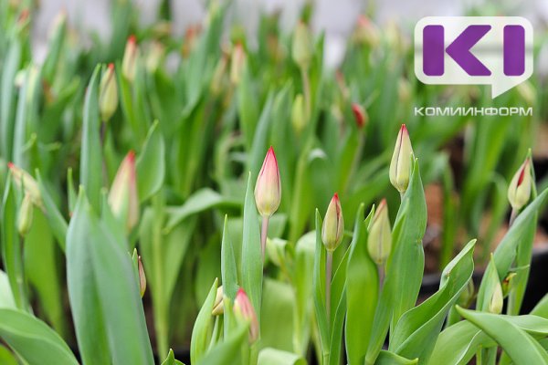 Администрация Ухты потратит на луковицы тюльпанов 4 млн рублей 