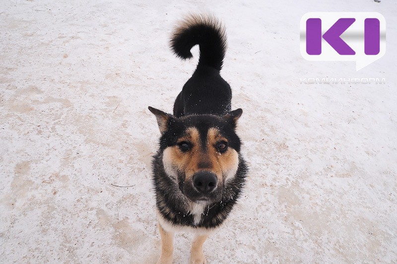 В Печоре определяют подрядчика на отлов животных 