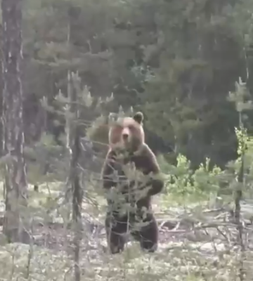 Косолапая семья в Коми попала на видео инспекторов ООПТ