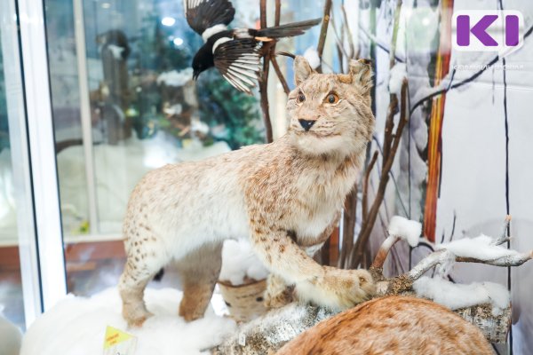 Депутаты Коми озабочены активностью омской охотничьей компании 